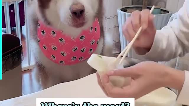 IS YOUR DOG THE CUTEST AND SMARTEST OF ALL?