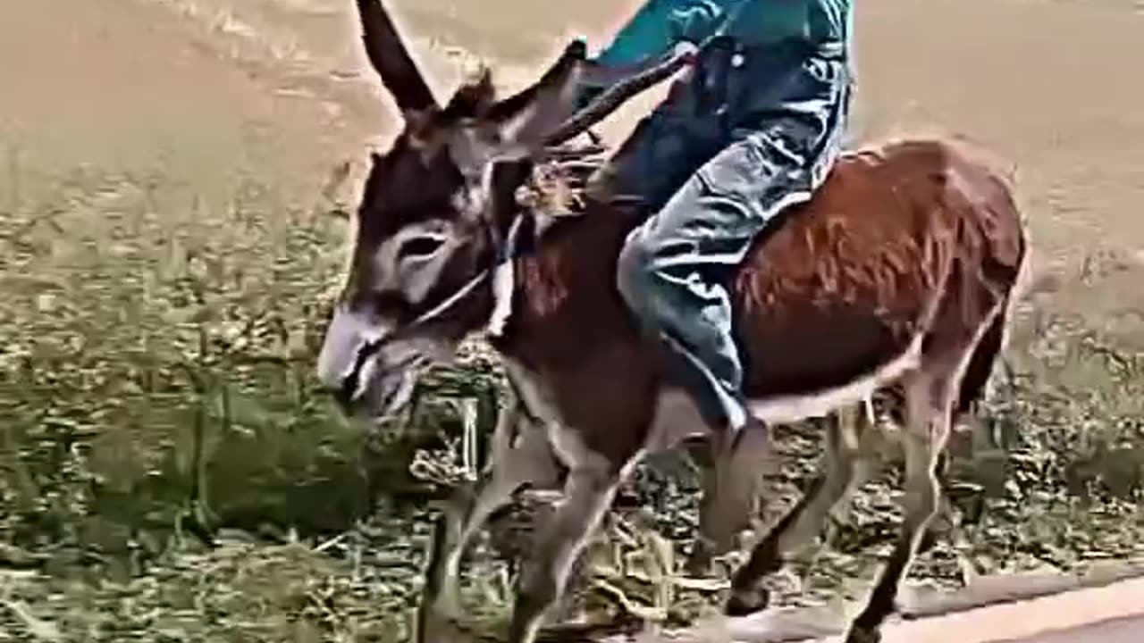 Funny video
