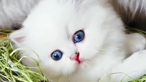 Lovely and cute cat