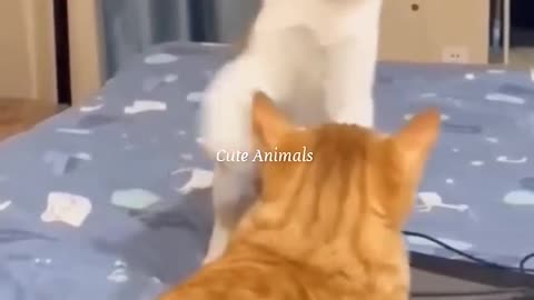 Funniest video #2023,@cat with dog😺 🐕