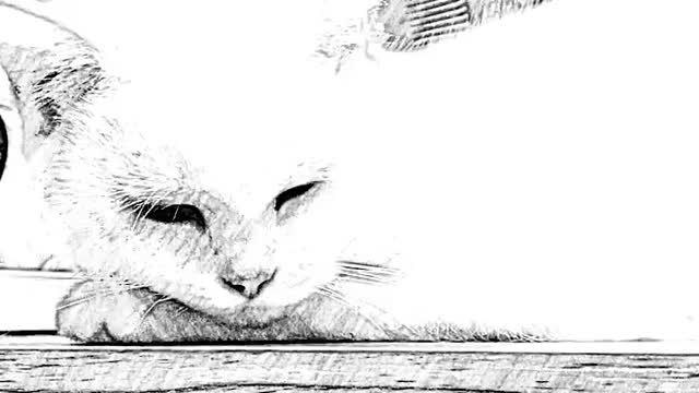 FUNNY CAT