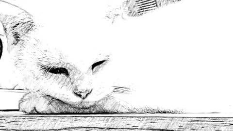 FUNNY CAT