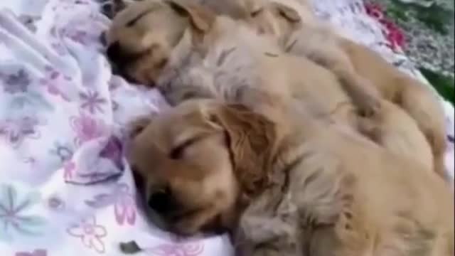 CUTE AND FUNNY ANIMALS
