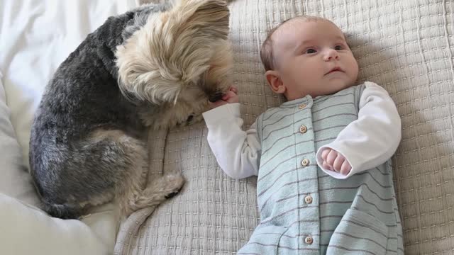 A puppy is licking baby's fingers! So Cute!