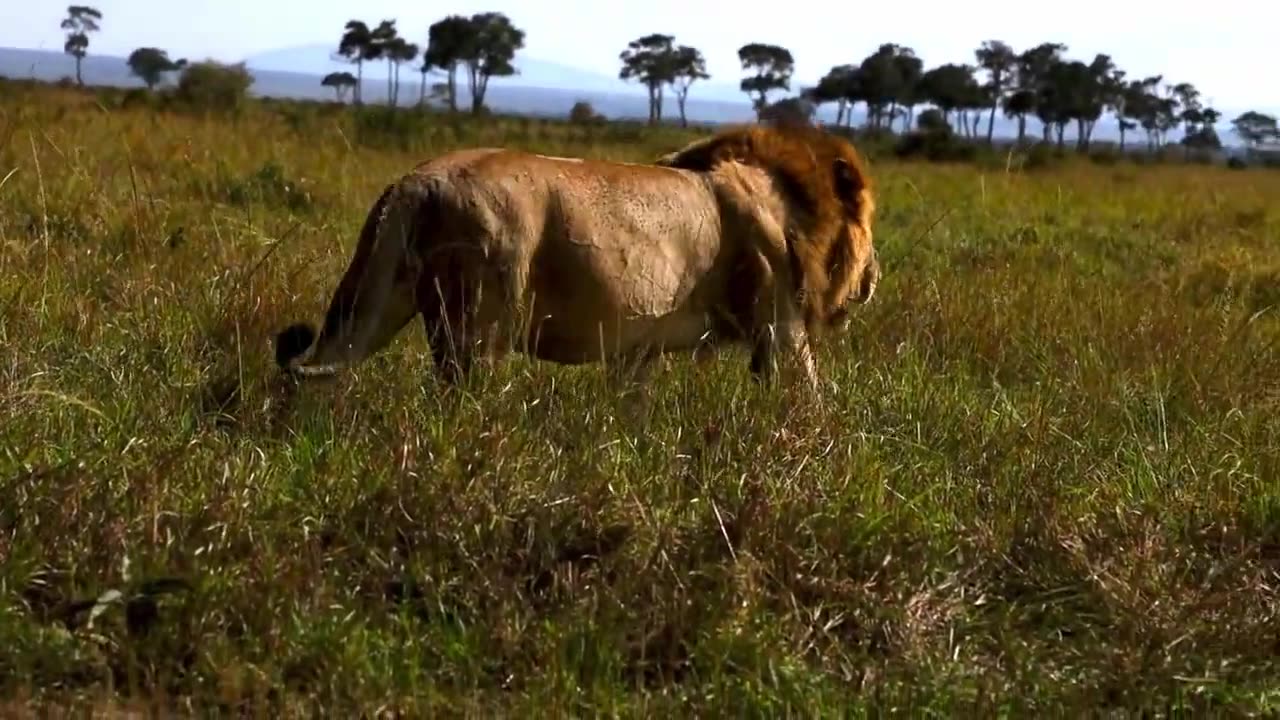 Majestic lion stuffs himself on wildebeest, walks away satisfied