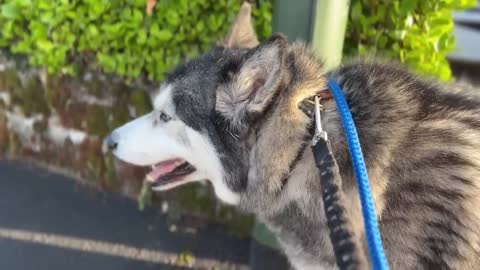 My Husky LOVES To Tell My MUM Off!