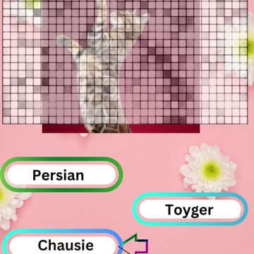 Purrfect Pets Quiz My Furry Friends Challenge 7