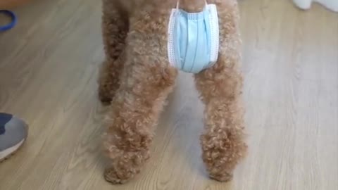 period Dog