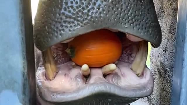 Hippo's big mouth can swallow everything