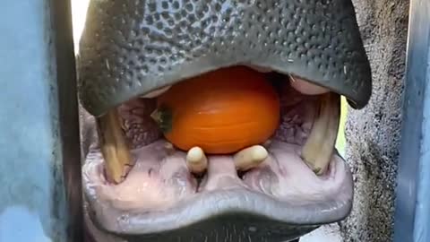 Hippo's big mouth can swallow everything