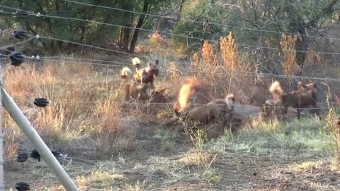 BROWN HYENA — the nightmare of cheetahs and leopards! Brown hyena vs lion and wild dogs!