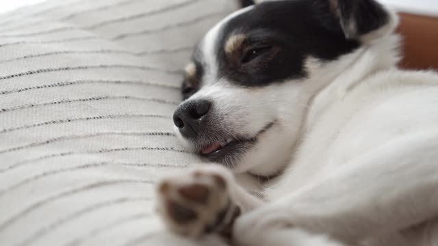 Close-Up View of a Cute Dog Sleeping