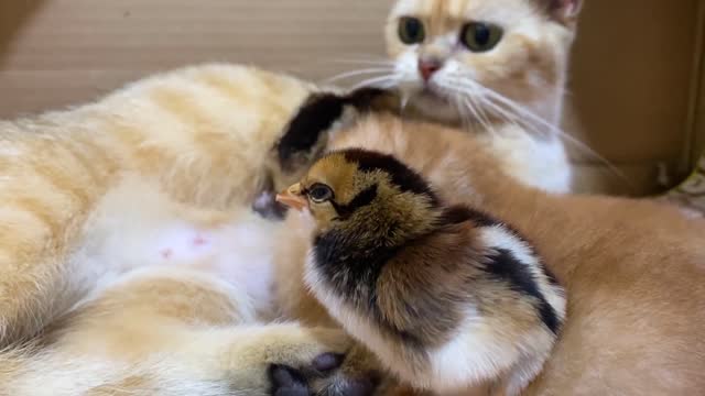 The cute chickens want the mother cat to take care of it like kittens