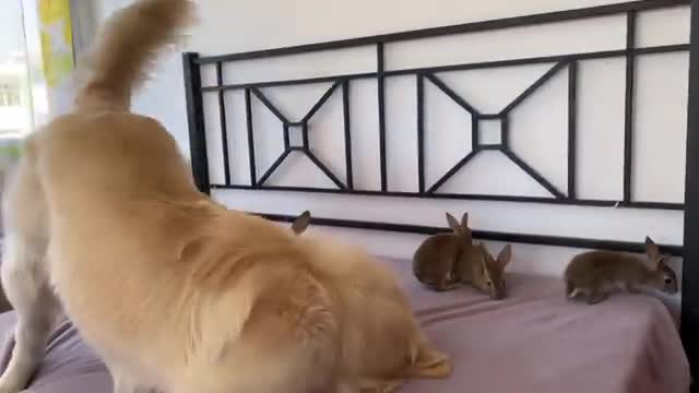 Golden Retriever Teaches Baby Bunnies to Play Like Dogs