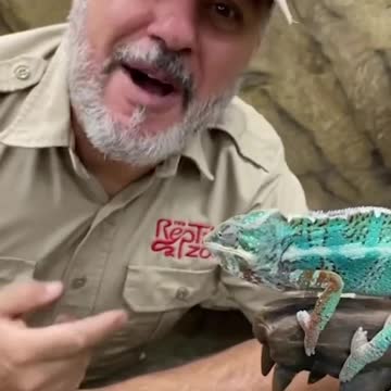 Sharing a worm with my bro! 🤣 #livingthedream #chameleon #reptile #zoo #reels #shorts