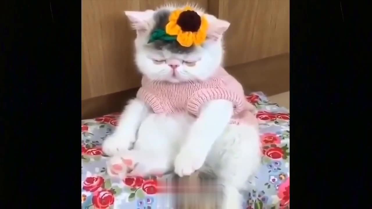 Funniest Moments Funny Cats Videos