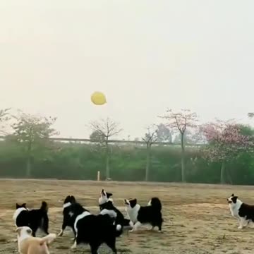 Funny Dog Videos from 2022 - enjoy this compilation of hilarious and funny dog videos! 😂