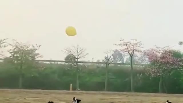 Funny Dog Videos from 2022 - enjoy this compilation of hilarious and funny dog videos! 😂