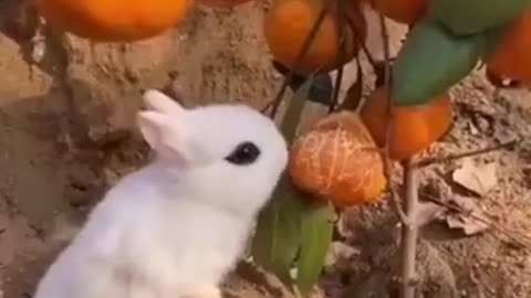 Best Funny Animal Videos of the year (2023), funniest animals ever. relax with cute animals video