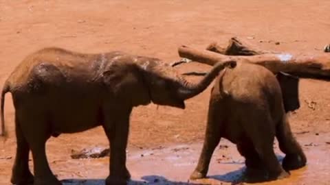 Baby Elephants Playing In The Mud ||