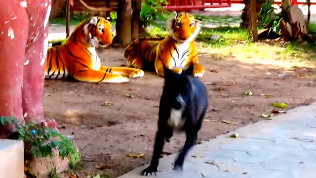 Prank dog & Fake Tiger Vs Dog Prank Video Funny