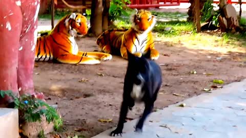 Prank dog & Fake Tiger Vs Dog Prank Video Funny