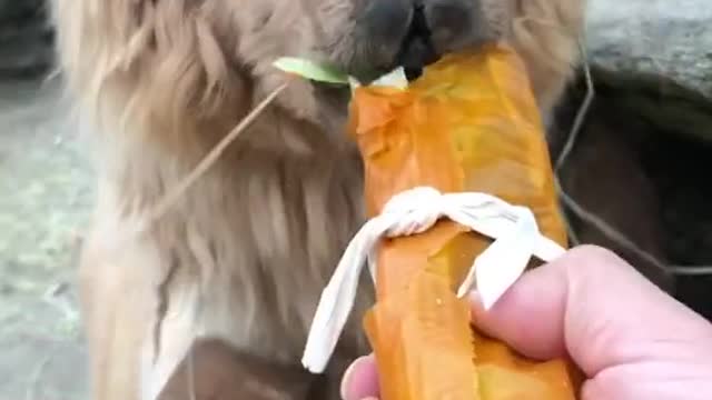 Alpaca eating yummy Sushi roll