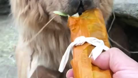 Alpaca eating yummy Sushi roll