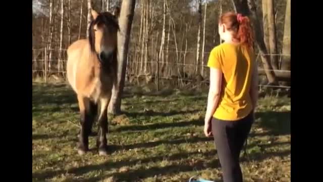 Horse SOO Cute! Cute And funny horse Videos Compilation cute moment