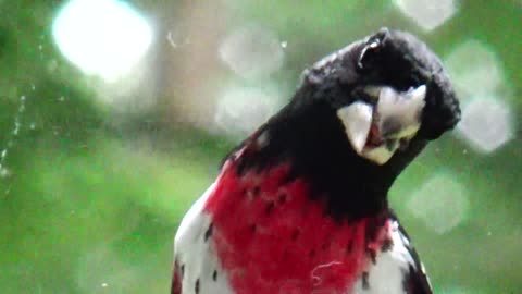 Rose-breasted grosbeak