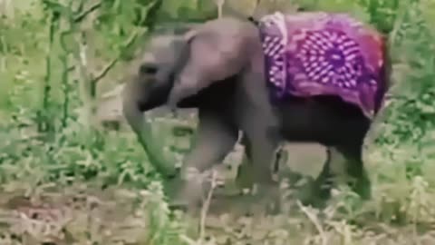 See how the baby elephant is crying