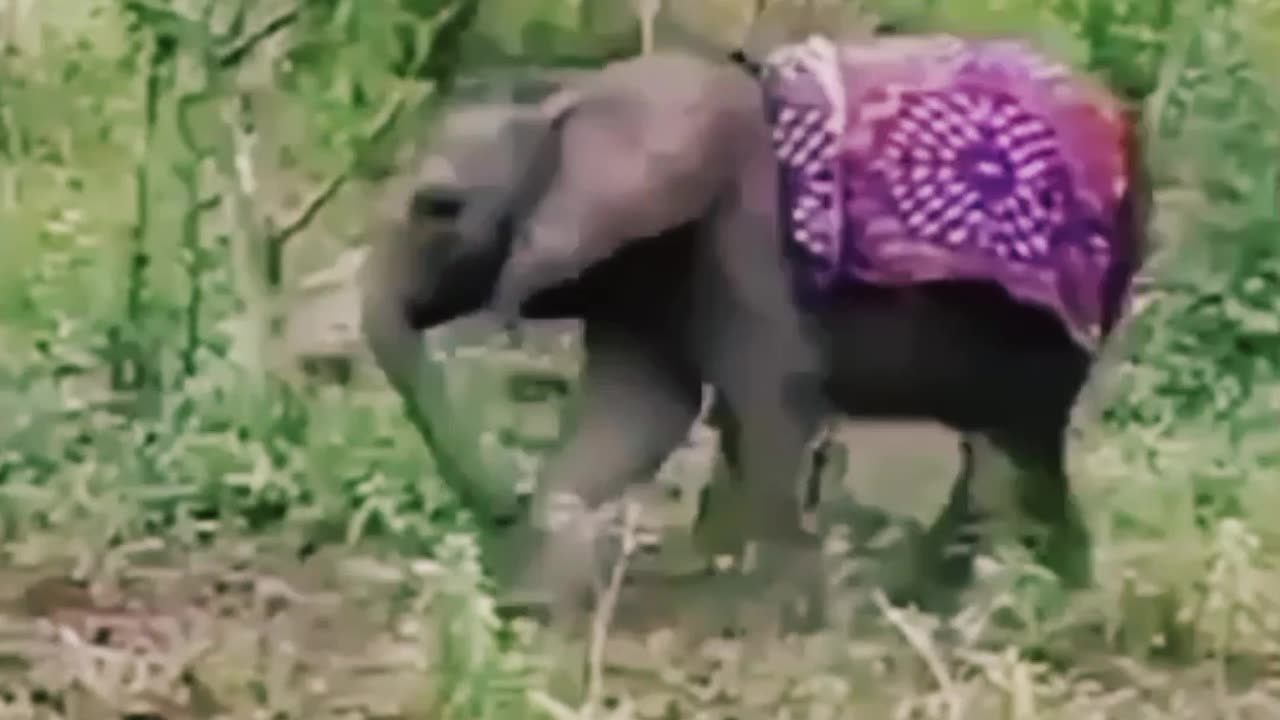 See how the baby elephant is crying