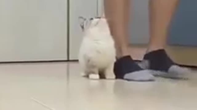 Cat love's with owner
