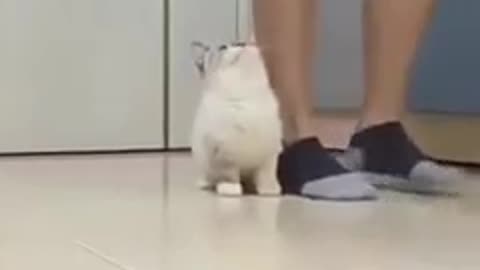 Cat love's with owner