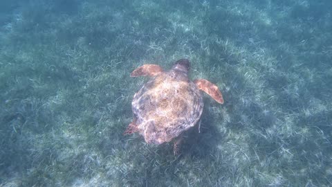 Snorkeling with a Sea Turtle