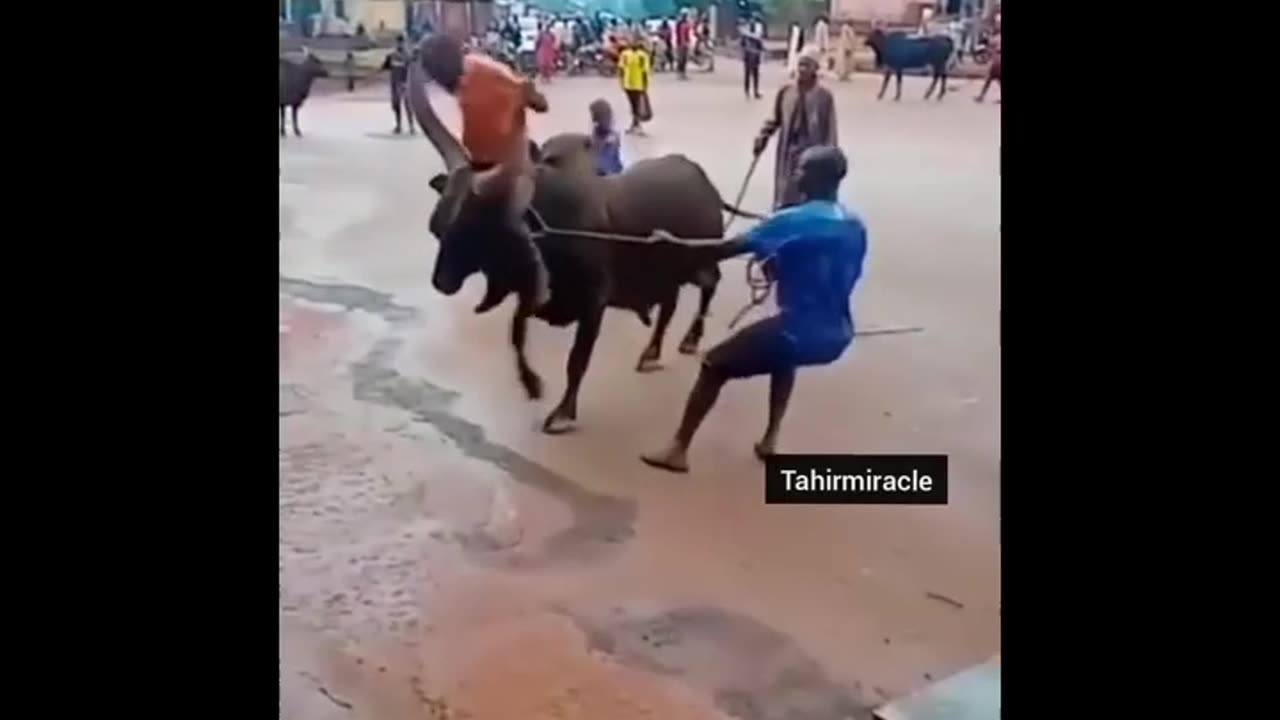 Funny Animal Attack😂 || New Amazing Comedy Video || Very Funny Video || #Shorts