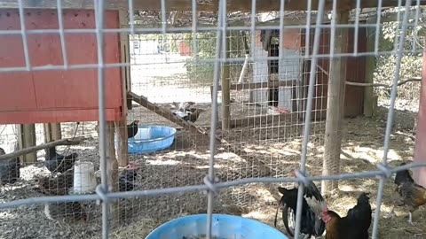 Chicks, Broody Hen, and Egg Song 8-25-23