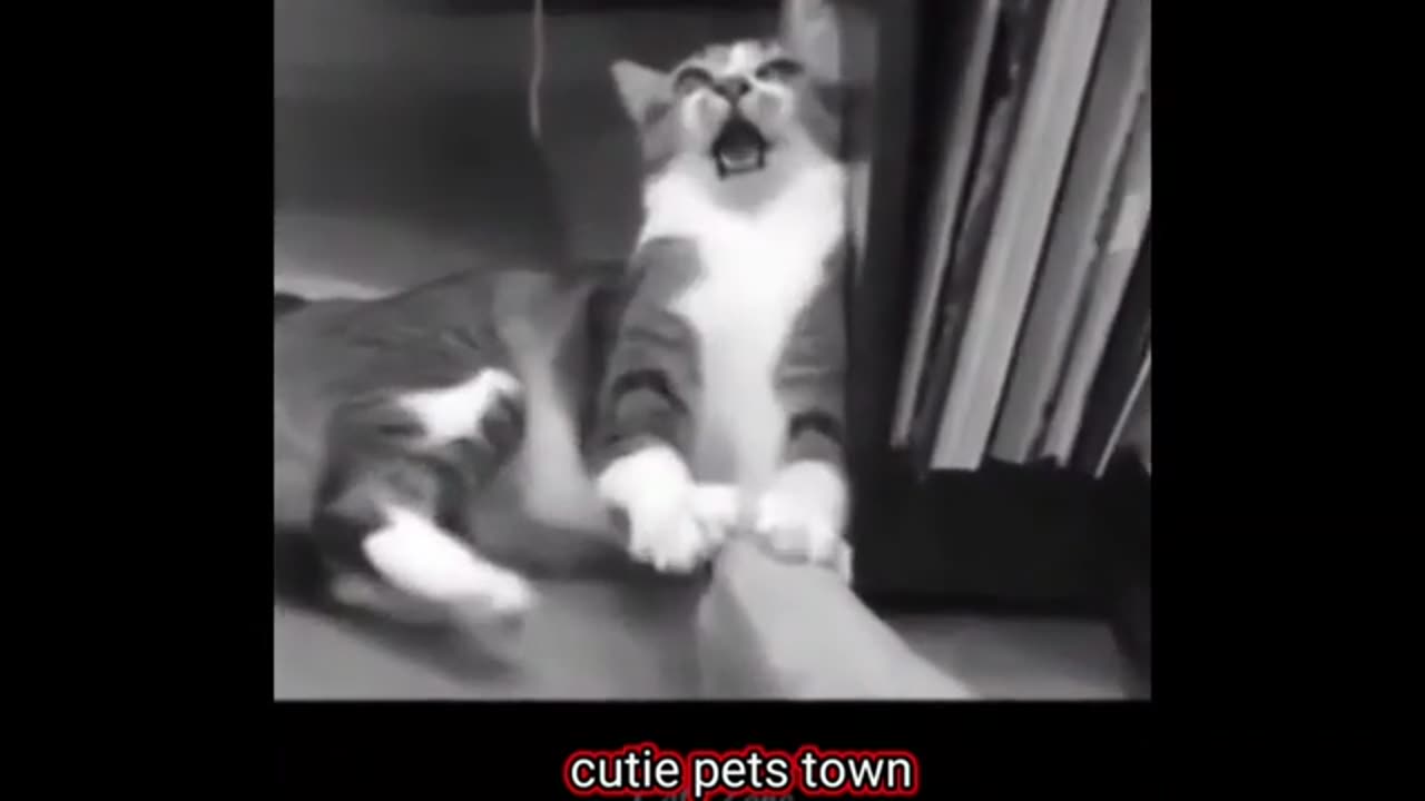 Funny Cat Video 8