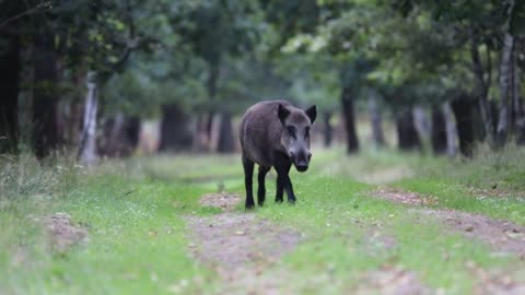 Wild boar approaching _ 2022 _ Veluwe _ 4K