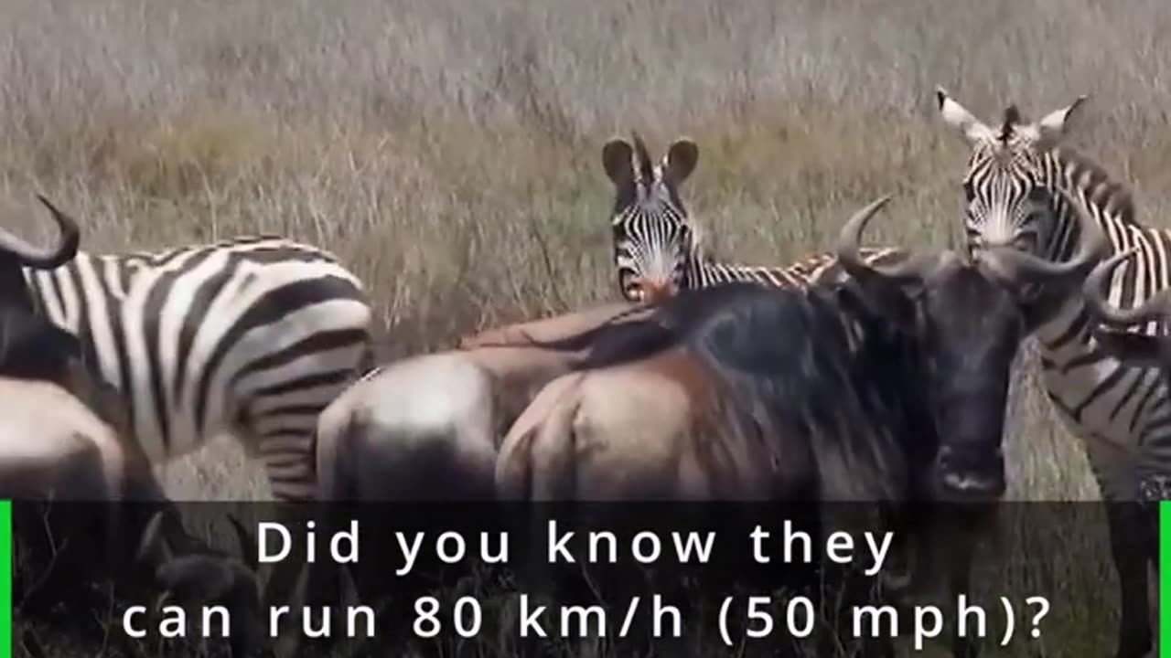 Wildebeests! #animals #africa #shorts