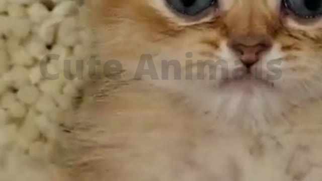 Cute Baby Cat| Cute Animals| #shorts #cats #catvideos #cat_funny_video