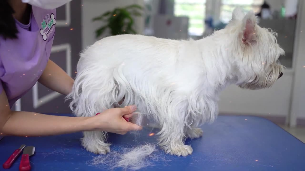 【 Professional Beauty 】 White puppy SPA takes a shower, taking care of hair like first snow