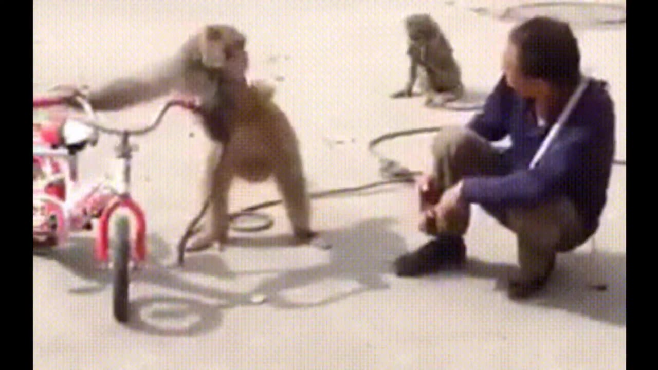 Funniest Monkey - cute and funny monkey videos