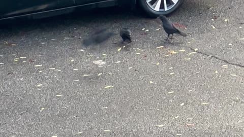 Bird Drops Rock on Car