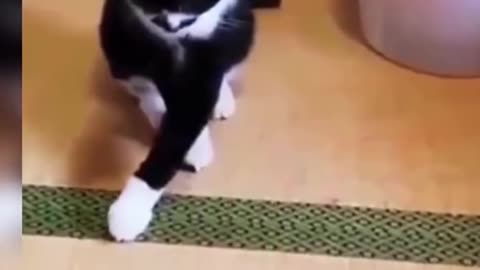 Cute Billi ka video