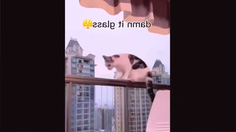 Funny Animal Videos 2022 Pets