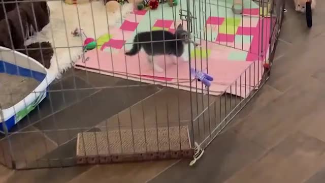 Another cats and dogs story