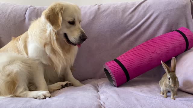 Baby Bunnies Surprise the Golden Retriever with their Play