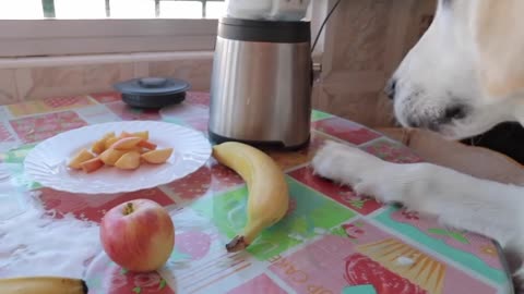 Funny Golden Retriever Dog Makes Smoothie! Puppy Bailey Loves Smoothie