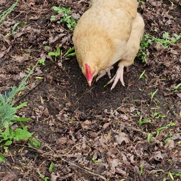 OMC! Worm caught and eaten by hard working chicken live on video! Watch @38 seconds.